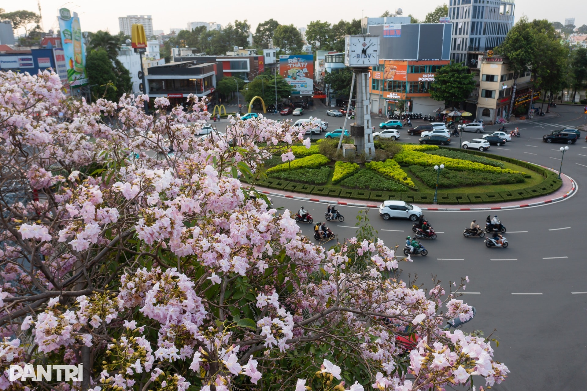 Sắc hồng bao phủ các con đường ở TPHCM - 1