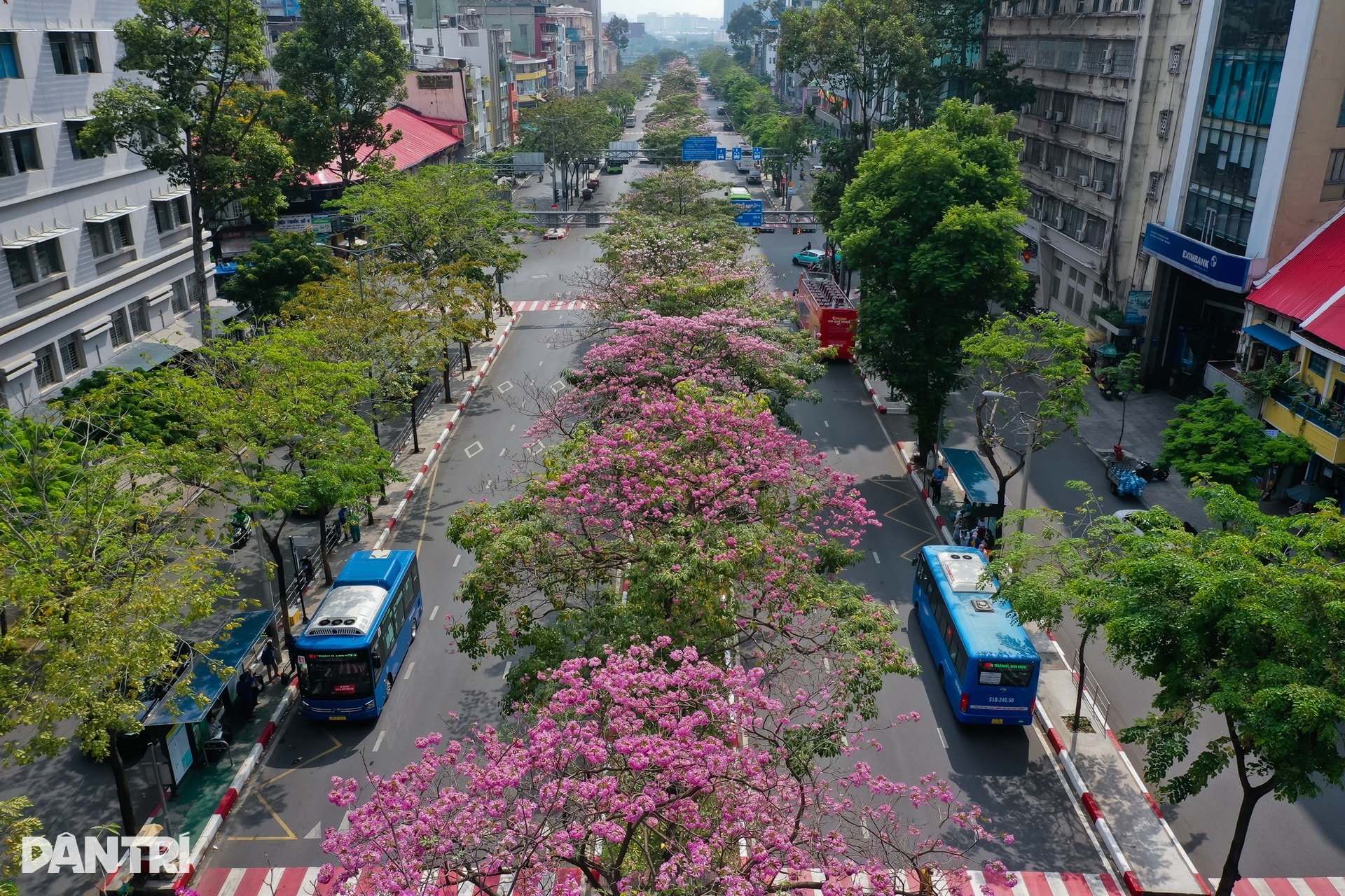 Sắc hồng bao phủ các con đường ở TPHCM - 4