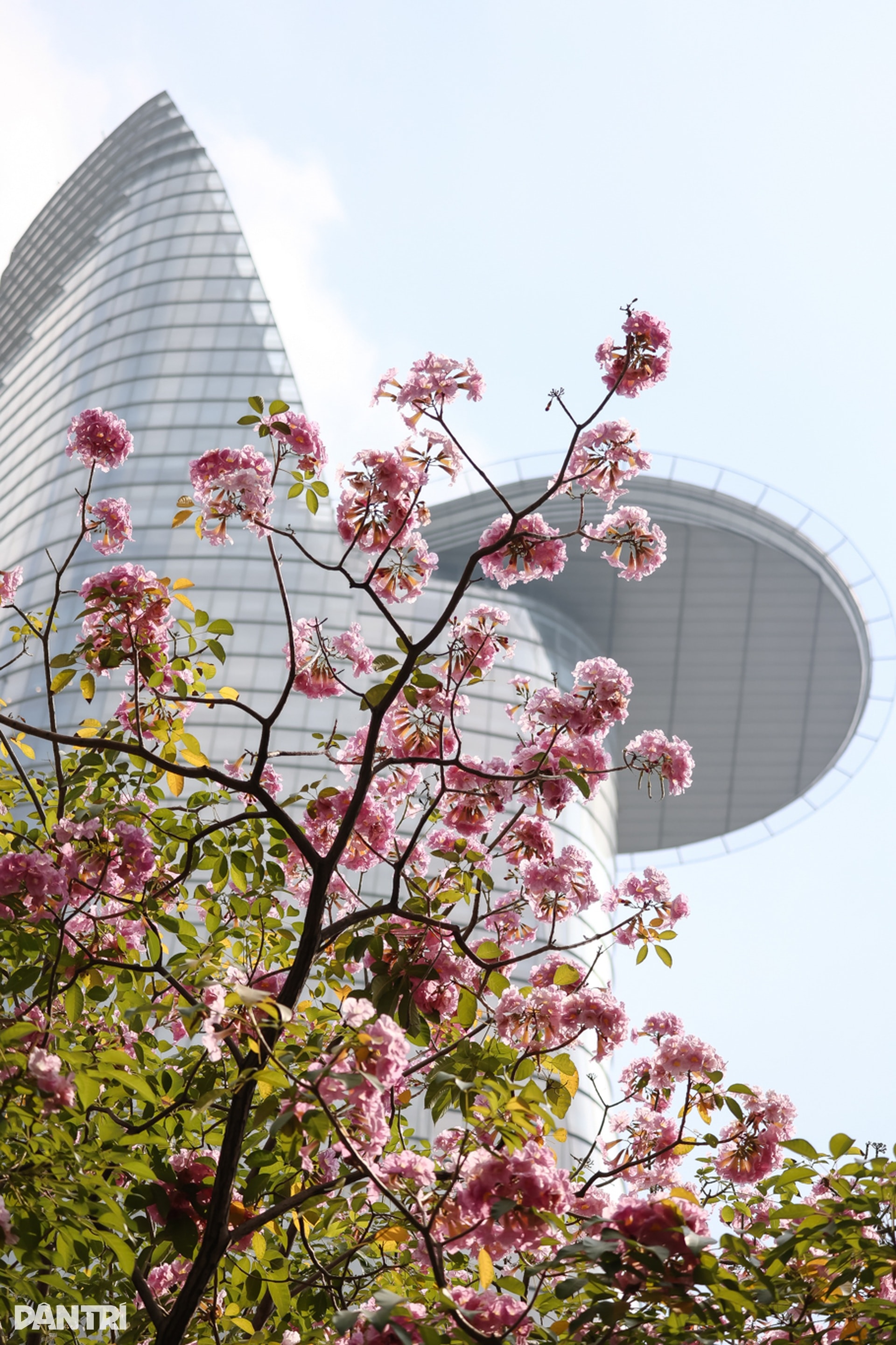 Sắc hồng bao phủ các con đường ở TPHCM - 6