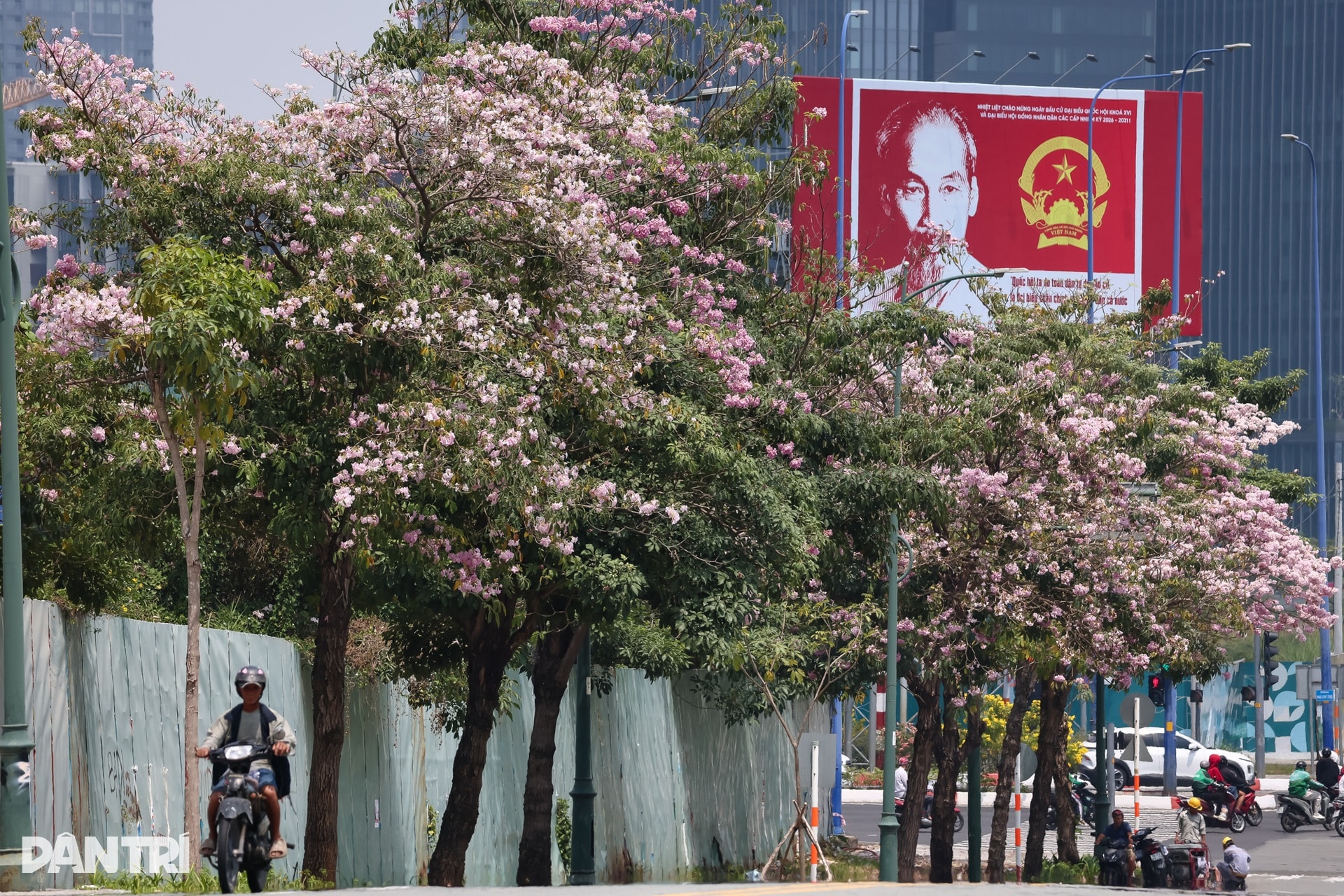 Sắc hồng bao phủ các con đường ở TPHCM - 12