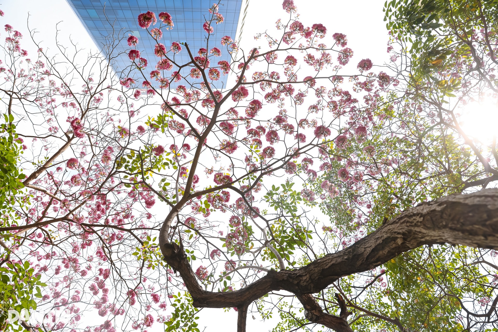 Sắc hồng bao phủ các con đường ở TPHCM - 3