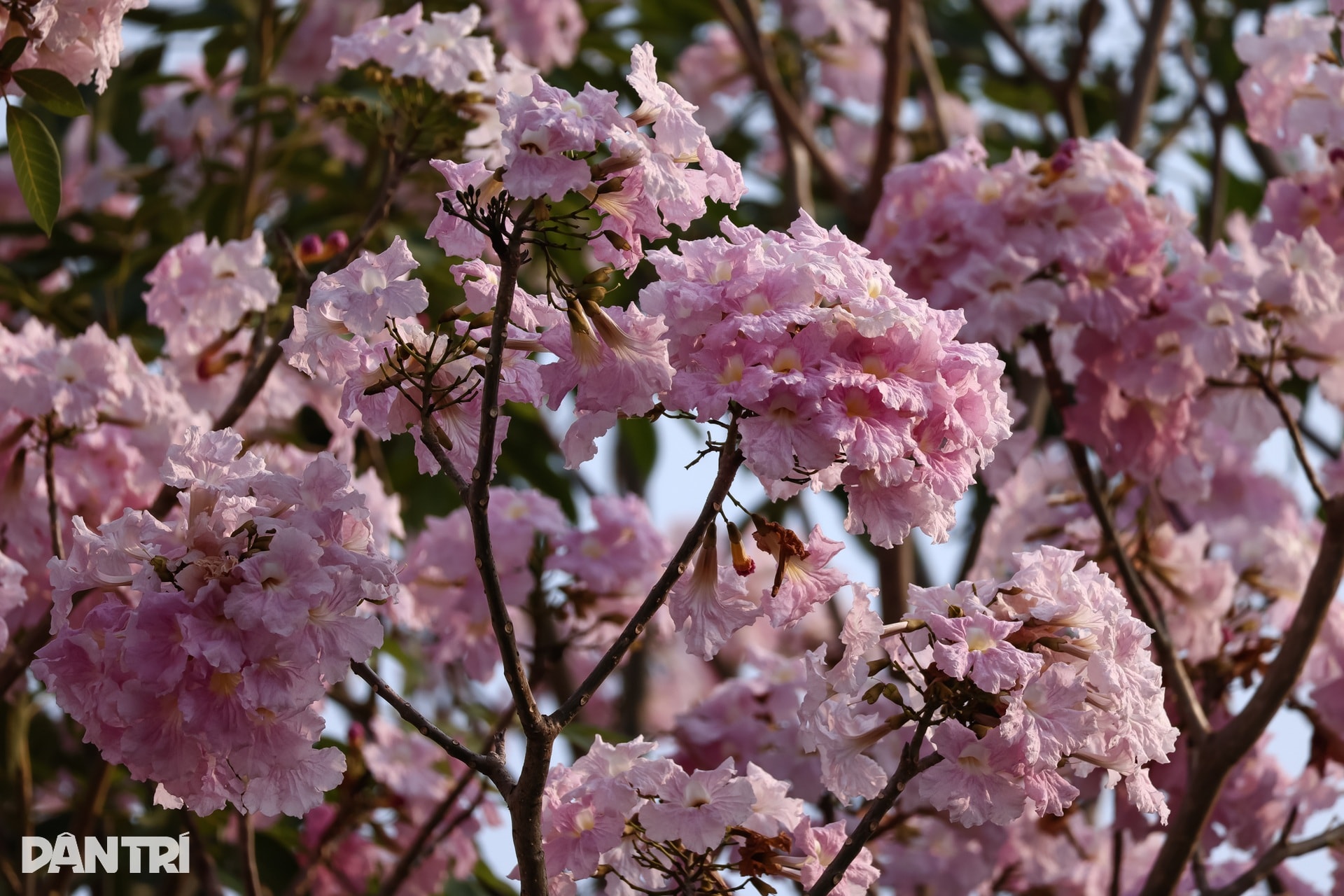 Sắc hồng bao phủ các con đường ở TPHCM - 2