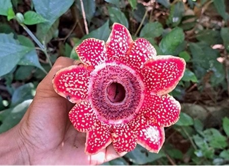 Vườn Quốc gia Phong Nha - Kẻ Bàng: Phát hiện loài hoa quý hiếm Địa nhãn Himalaya - Ảnh 2.