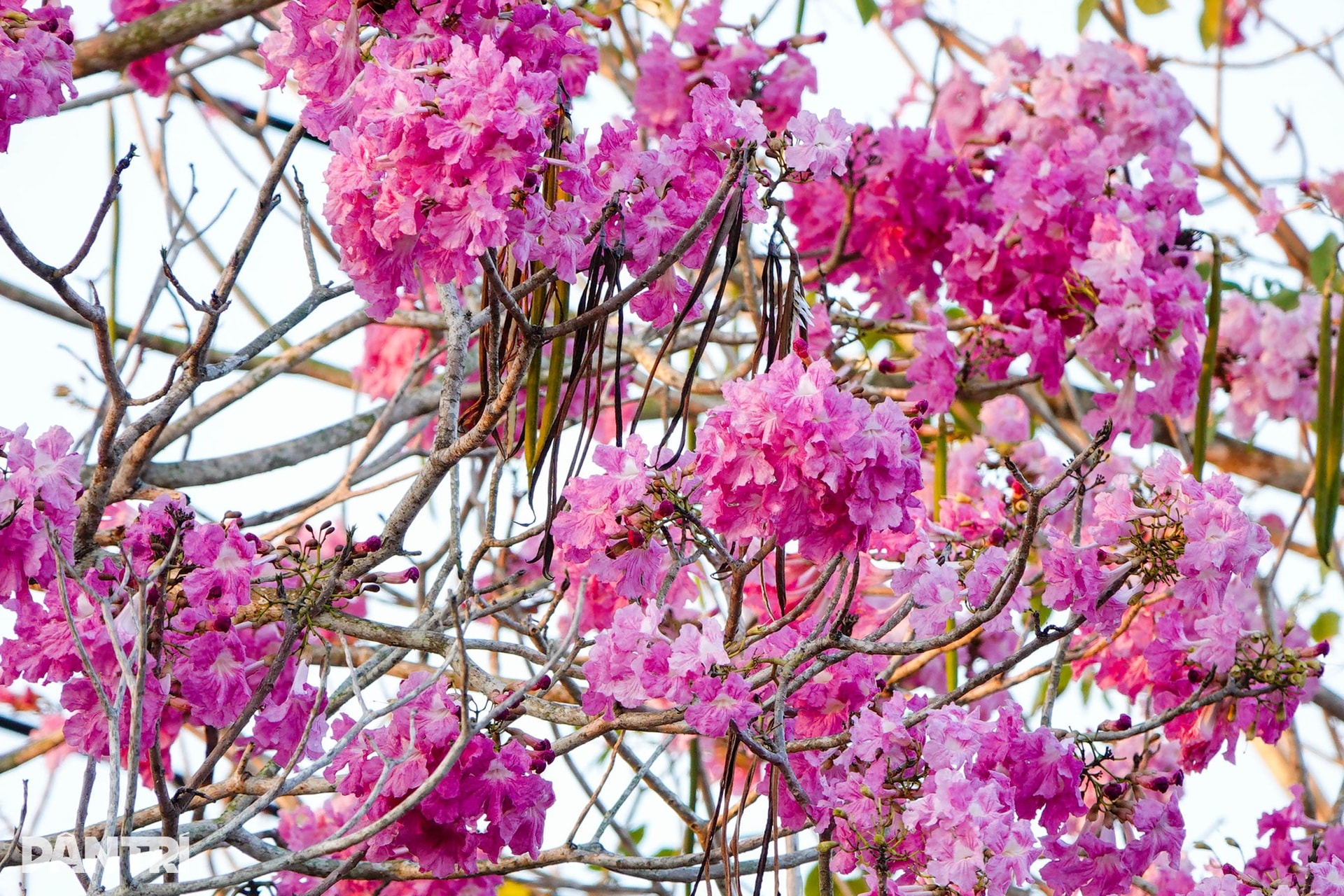 Con đường hoa kèn hồng đẹp nhất miền Tây khiến du khách mê mẩn tạo dáng - 4