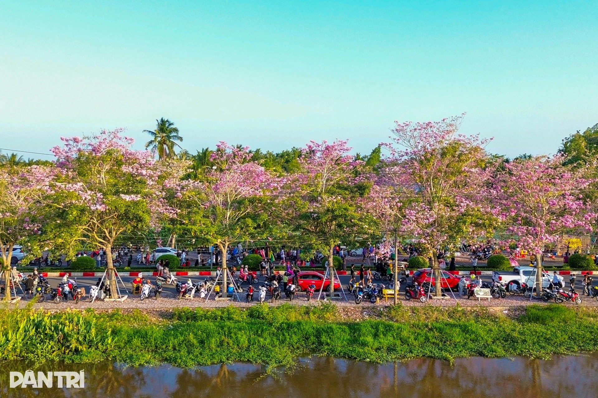 Con đường hoa kèn hồng đẹp nhất miền Tây khiến du khách mê mẩn tạo dáng - 9