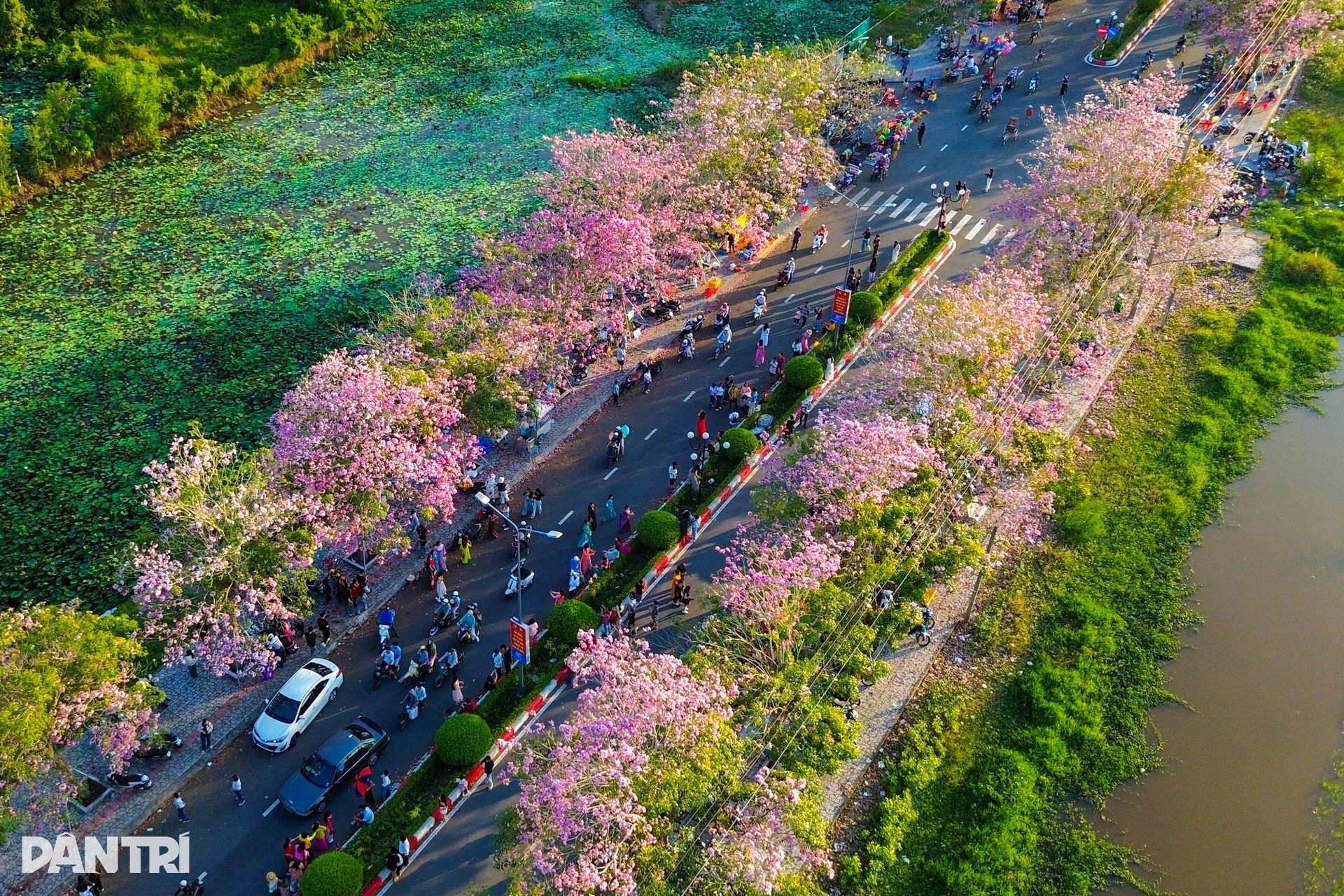 Con đường hoa kèn hồng đẹp nhất miền Tây khiến du khách mê mẩn tạo dáng - 2