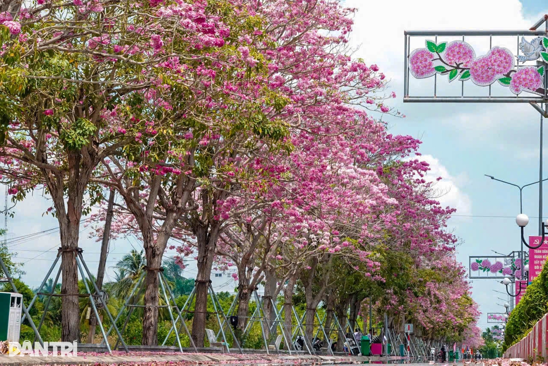 Con đường hoa kèn hồng đẹp nhất miền Tây khiến du khách mê mẩn tạo dáng - 3