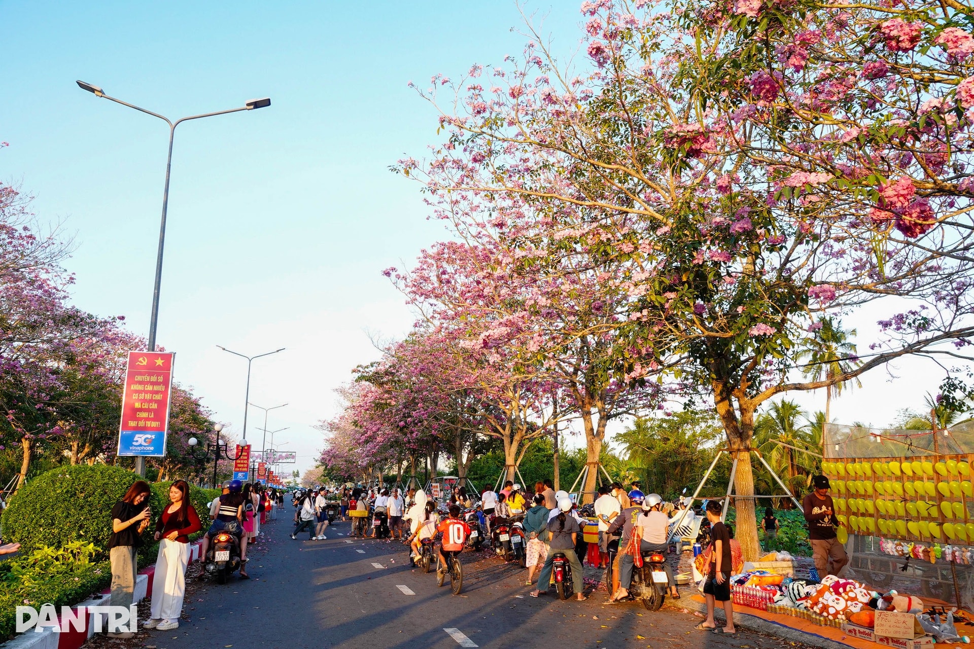 Con đường hoa kèn hồng đẹp nhất miền Tây khiến du khách mê mẩn tạo dáng - 5