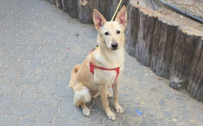 Nhiều con chó bị bỏ rơi trên đường phố Dubai khi người dân tháo chạy khỏi khu vực bị chiến tranh tàn phá, đầu tháng 3. Ảnh: Telegraph