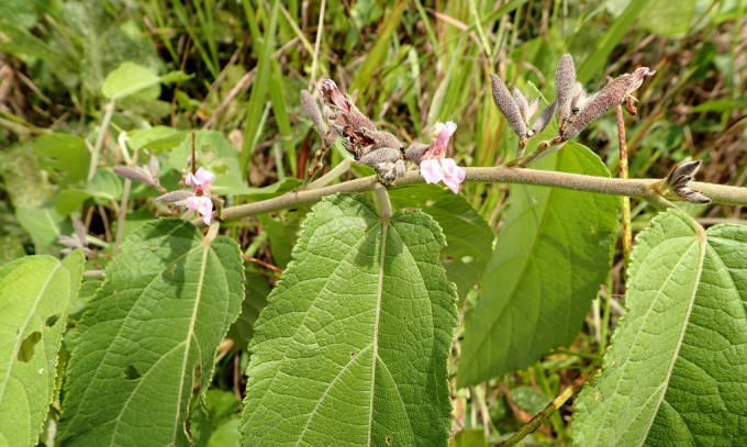 Cây an xoa. Ảnh: Ahmad Fuad Morad flickr