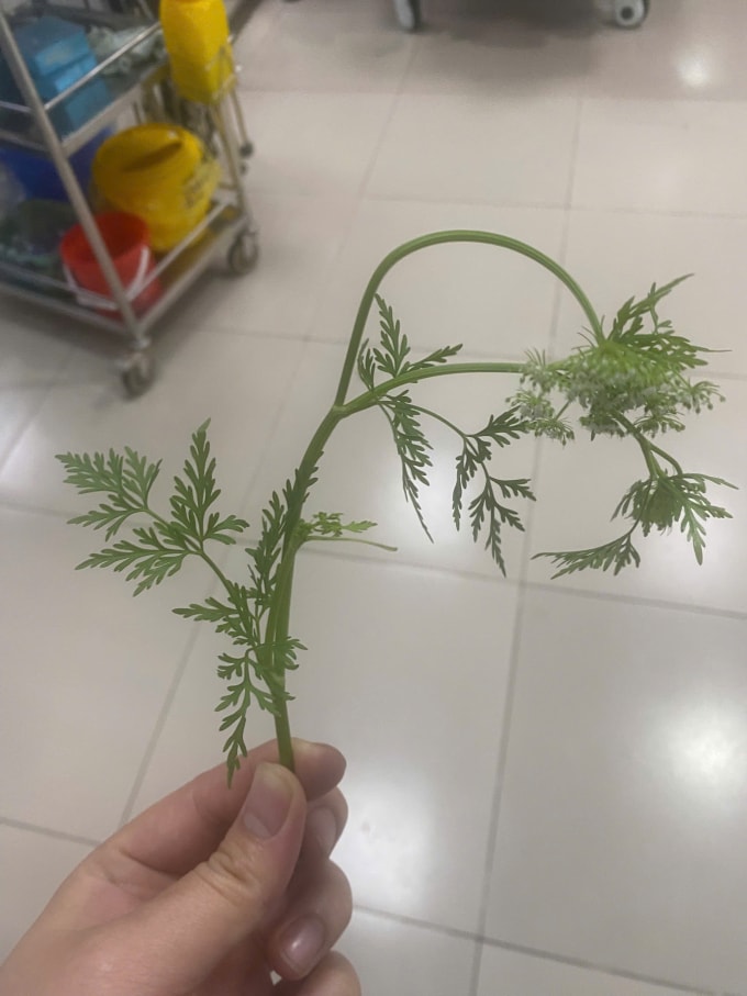 Cây cần dại gia đình bệnh nhân đưa vào. Ảnh: Bệnh viện cung cấp