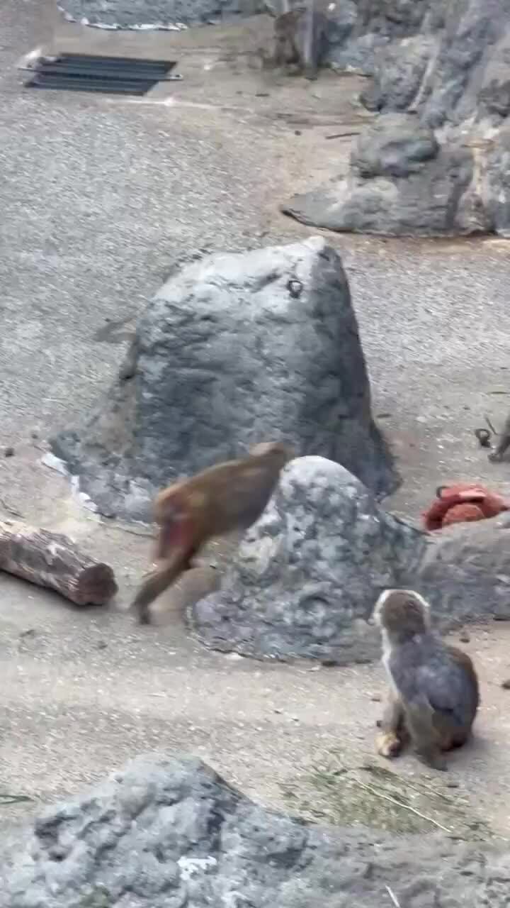 Sở thú Nhật Bản lên tiếng về tin 'khỉ con cô đơn' bị bắt nạt