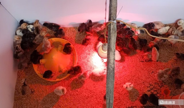 Anh nông dân xứ Nghệ nuôi loài gà có tên đáng sợ, bỏ túi hàng trăm triệu đồng/năm - Ảnh 6.