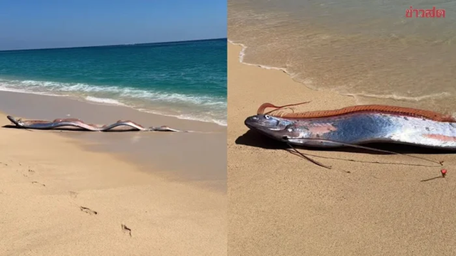 Đang dạo biển, người dân phát hiện cảnh tượng "bí ẩn" ập đến bất ngờ - Ảnh 1.