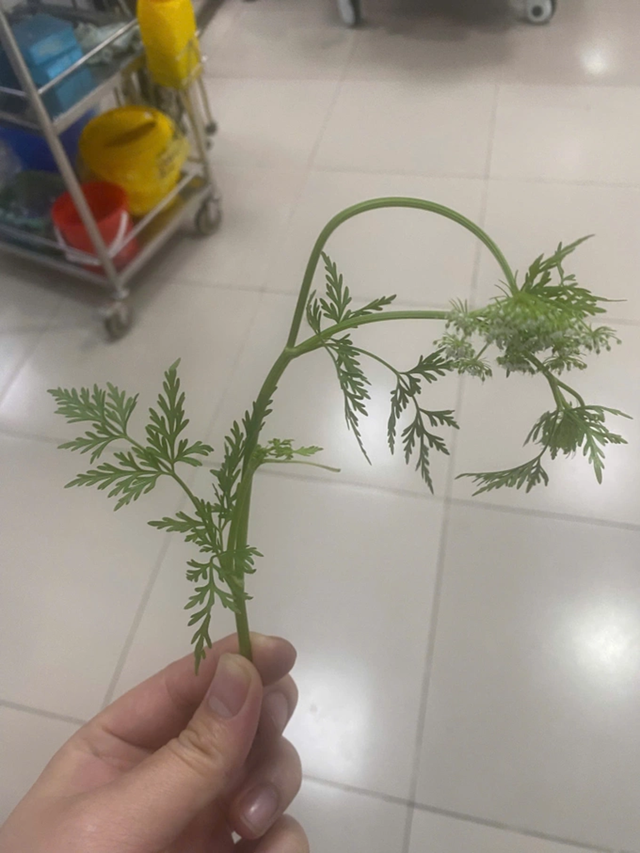 Hái rau cần dại về ăn, 3 người bỗng buồn nôn, khó thở nguy kịch - Ảnh 1.