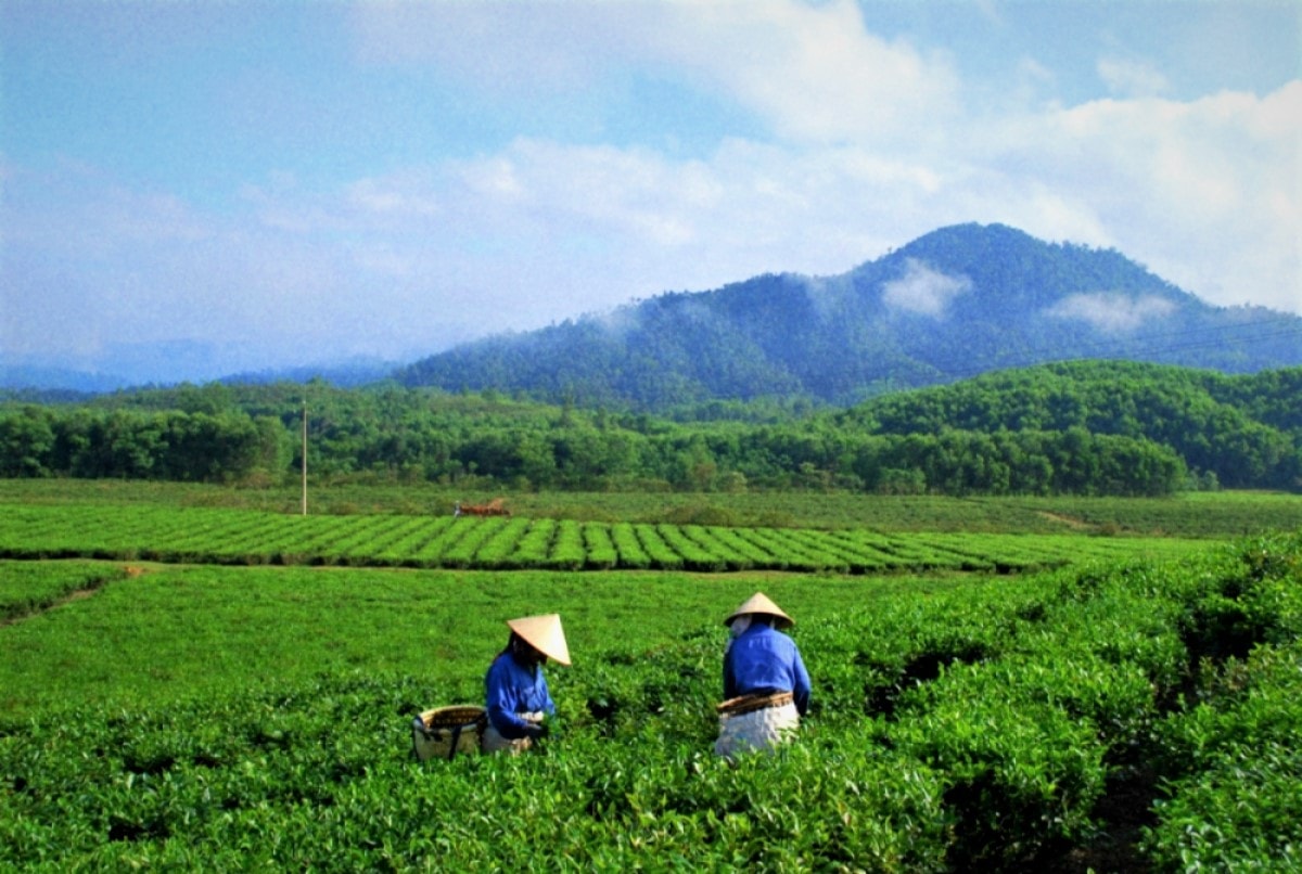 Hương chè Quyết Thắng vùng cao - Ảnh 2.