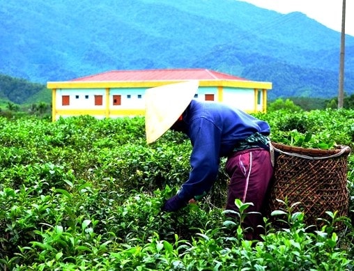 Hương chè Quyết Thắng vùng cao - Ảnh 5.