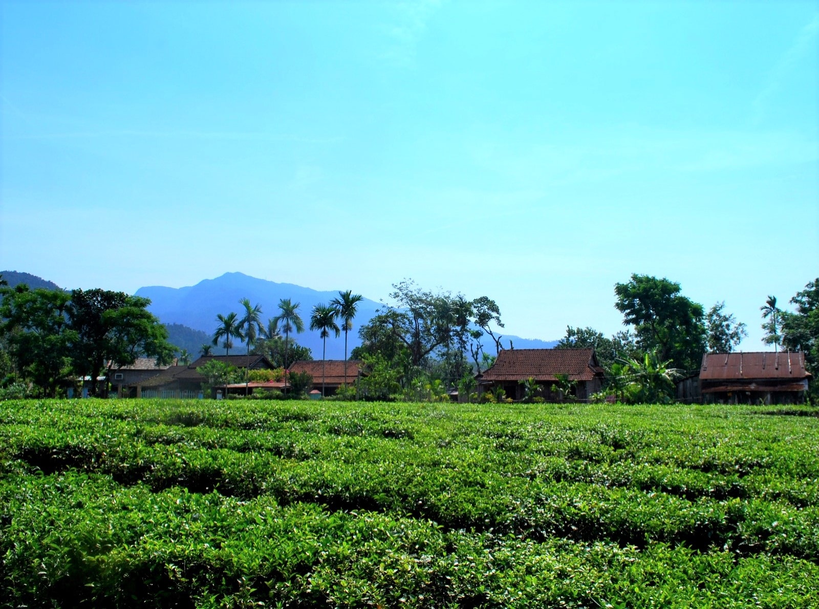 Hương chè Quyết Thắng vùng cao - Ảnh 1.