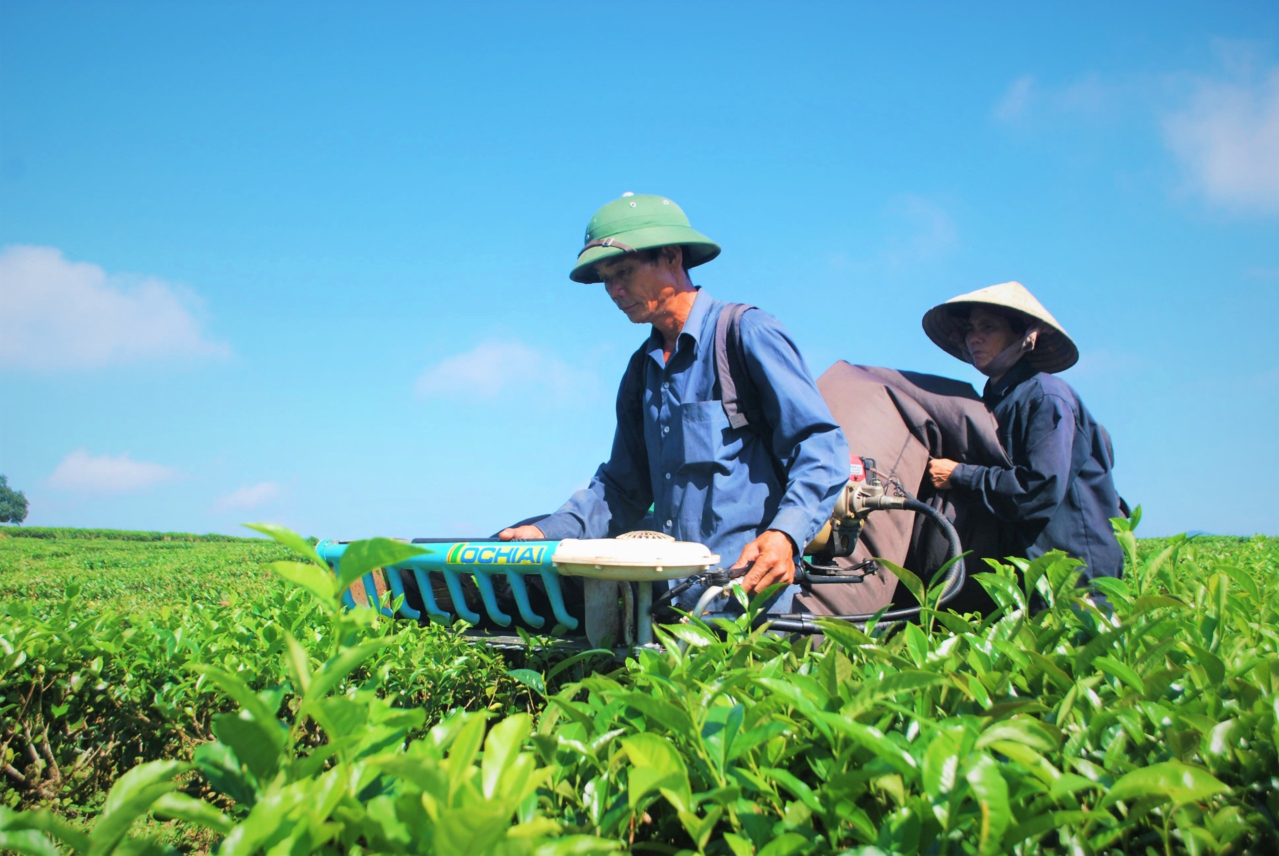 Hương chè Quyết Thắng vùng cao - Ảnh 4.