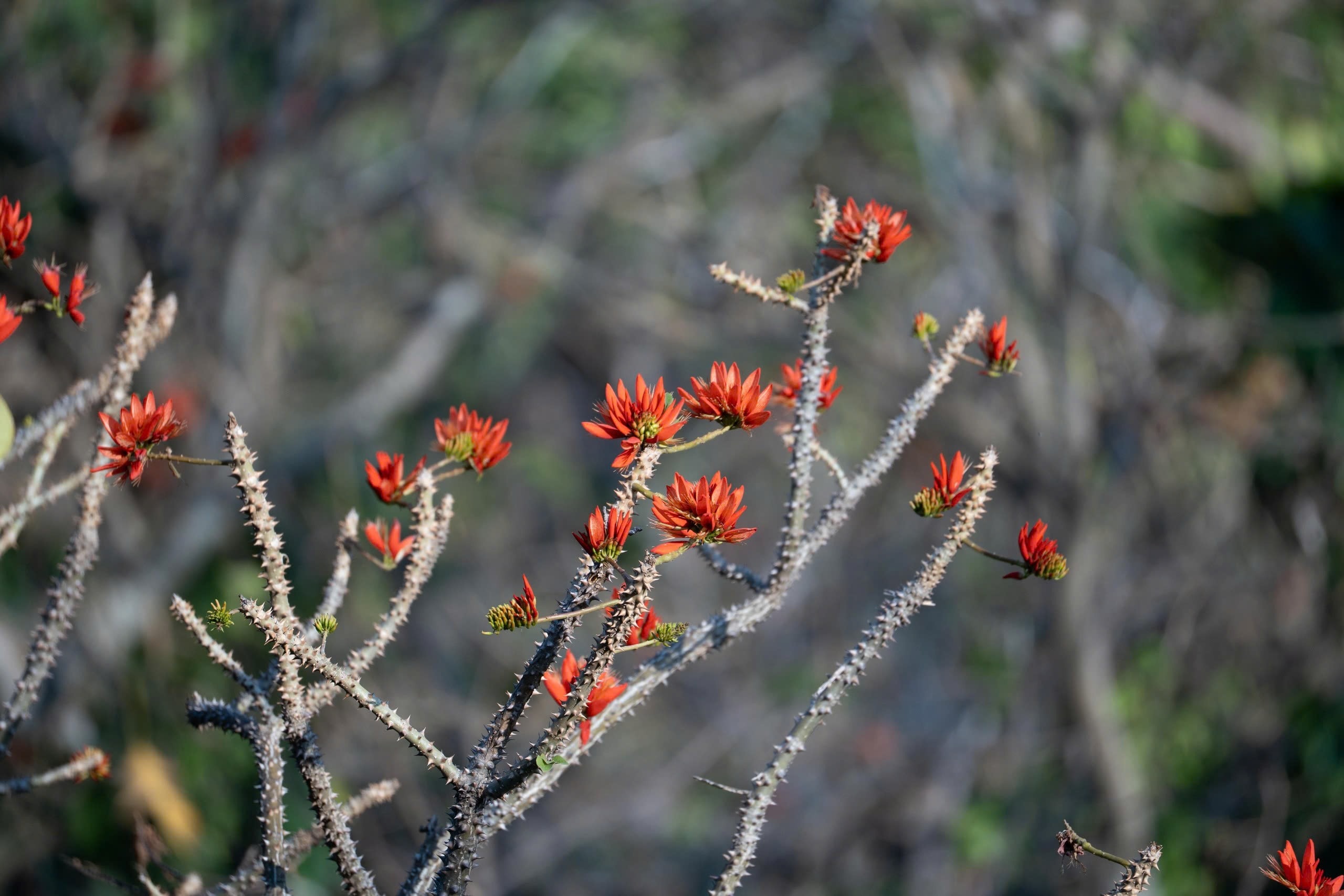Tháng 3, giới trẻ đổ về núi Bà Đen “săn” ảnh hoa vông nem đỏ rực - Ảnh 14.