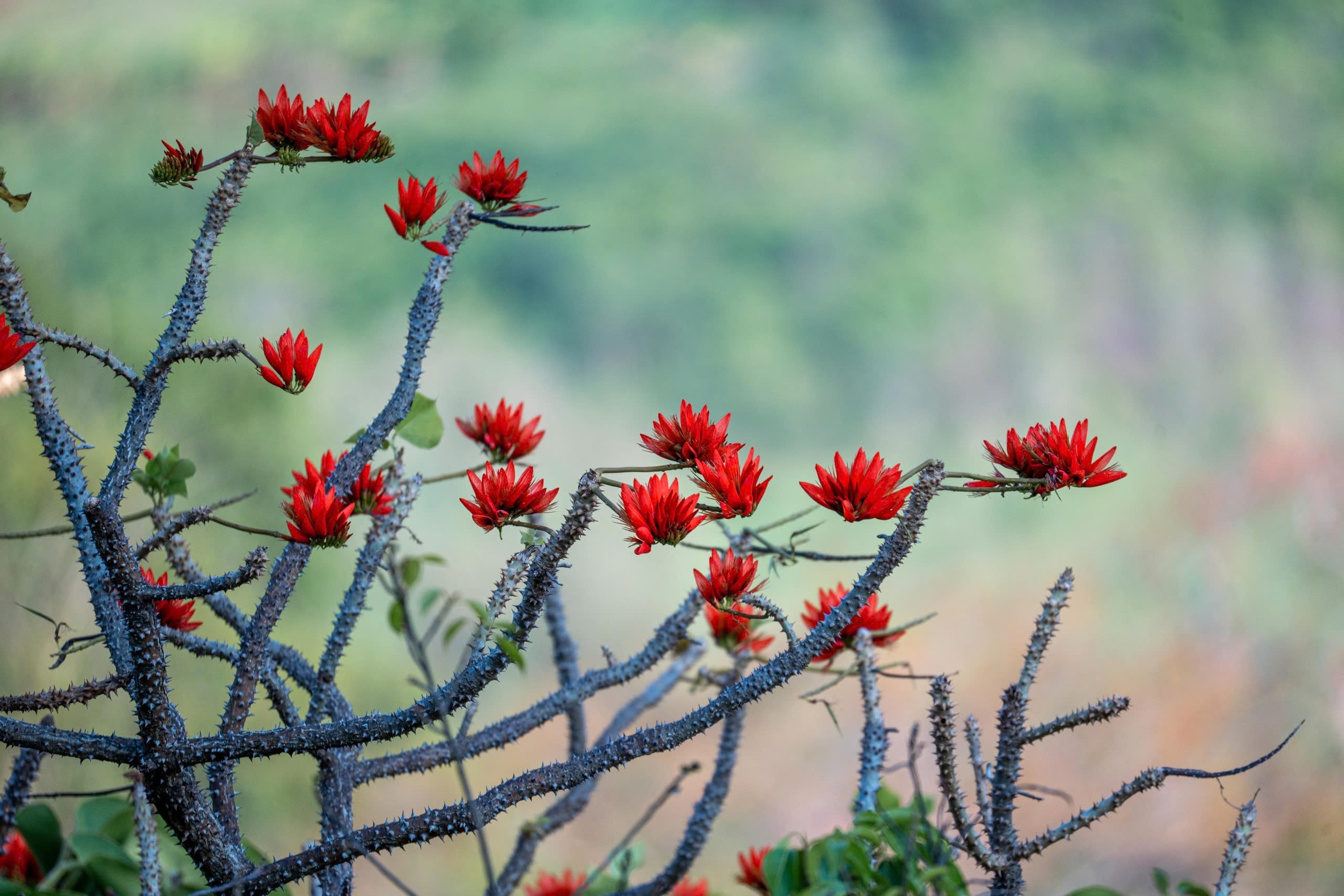 Tháng 3, giới trẻ đổ về núi Bà Đen “săn” ảnh hoa vông nem đỏ rực - Ảnh 16.