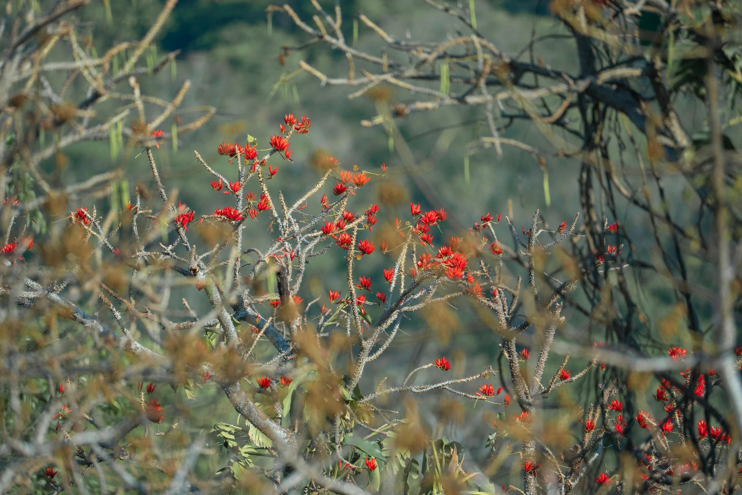 Tháng 3, giới trẻ đổ về núi Bà Đen “săn” ảnh hoa vông nem đỏ rực - Ảnh 17.