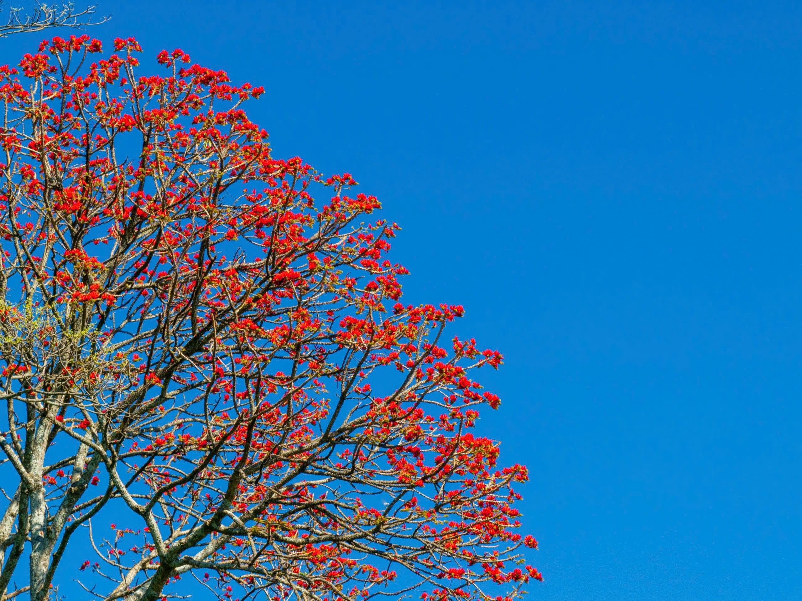 Tháng 3, giới trẻ đổ về núi Bà Đen “săn” ảnh hoa vông nem đỏ rực - Ảnh 6.