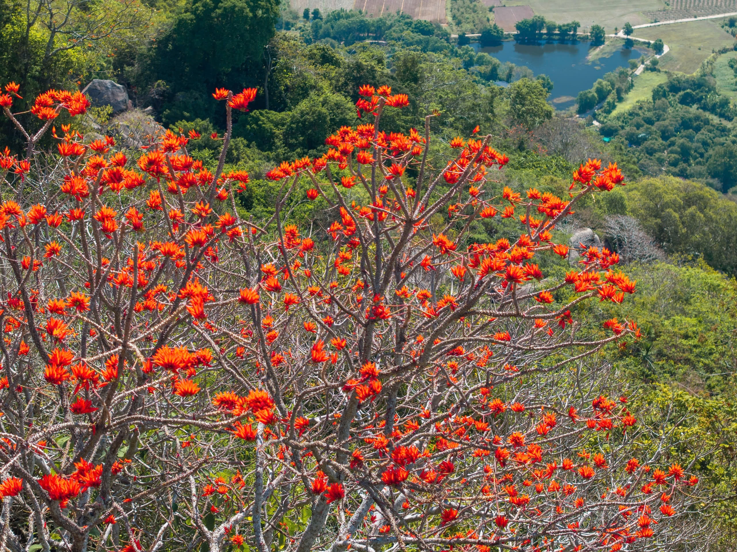 Tháng 3, giới trẻ đổ về núi Bà Đen “săn” ảnh hoa vông nem đỏ rực - Ảnh 7.