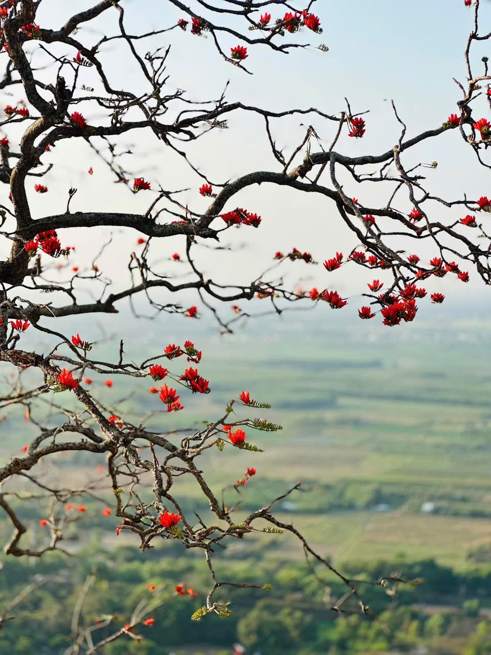 Tháng 3, giới trẻ đổ về núi Bà Đen “săn” ảnh hoa vông nem đỏ rực - Ảnh 8.