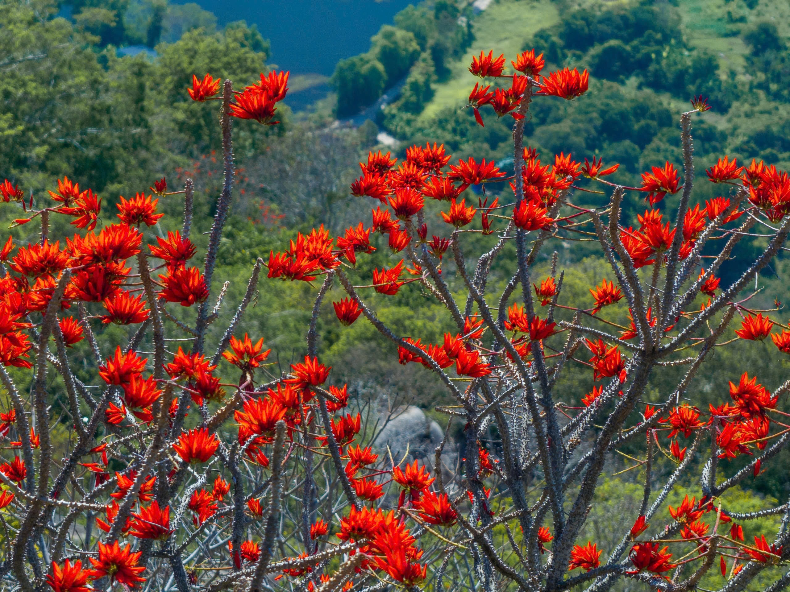 Tháng 3, giới trẻ đổ về núi Bà Đen “săn” ảnh hoa vông nem đỏ rực - Ảnh 9.