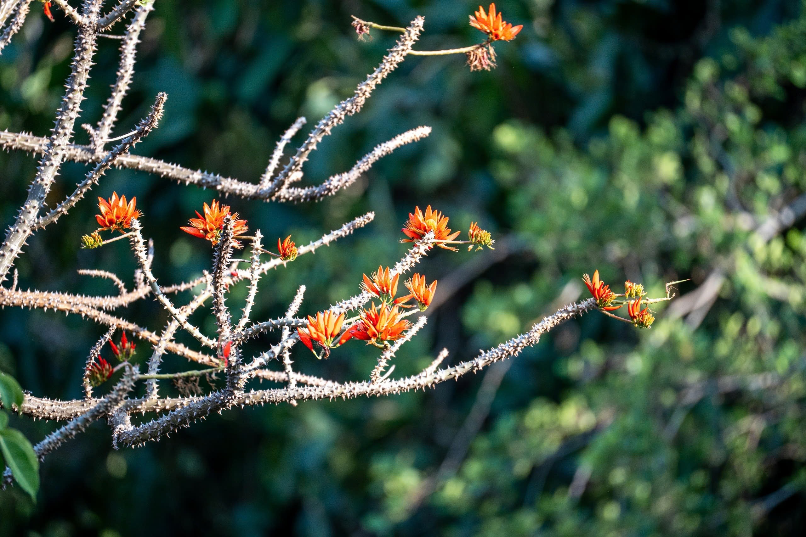 Tháng 3, giới trẻ đổ về núi Bà Đen “săn” ảnh hoa vông nem đỏ rực - Ảnh 2.
