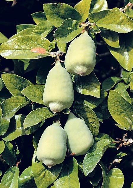 Uống trà trâu cổ làm “khổ” quý ông - Ảnh 1.