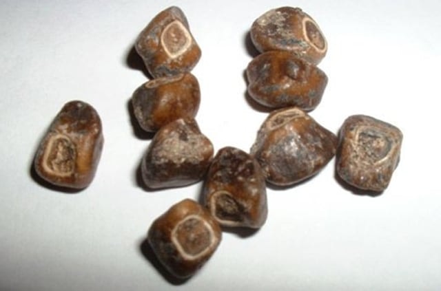 Giống chuối "khổng lồ" kỳ lạ nhất thế giới, cây cao gần bằng tòa nhà 8 tầng, ăn một quả no cả ngày- Ảnh 5.