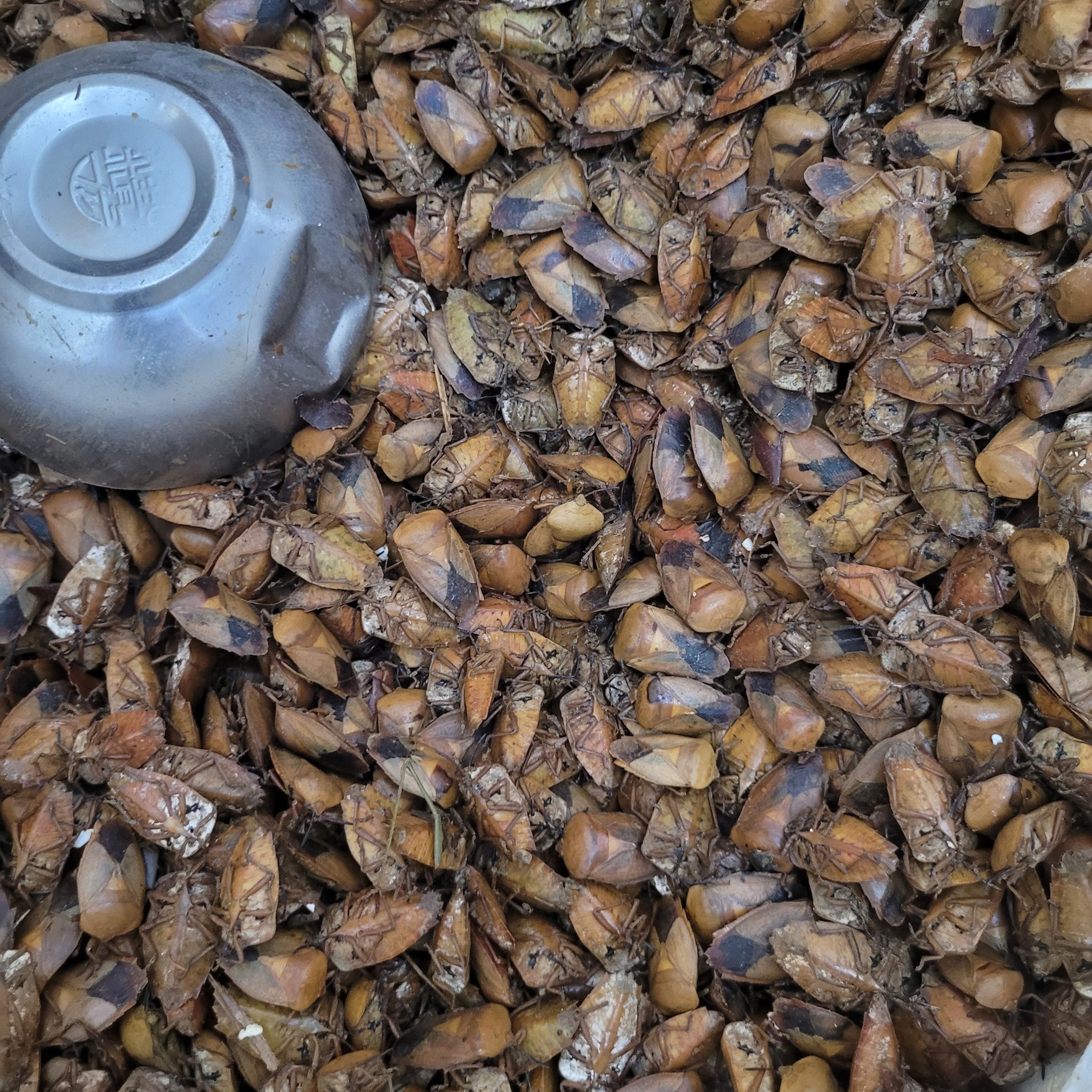 Con đặc sản nhiều người “sợ xanh mặt” lại thành đặc sản Tây Bắc tiền triệu, cách mày râu thích mê tít - Ảnh 5.