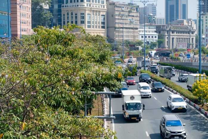 VIDEO: Con đường hoa kèn hồng lãng mạn tại TPHCM - Ảnh 3.