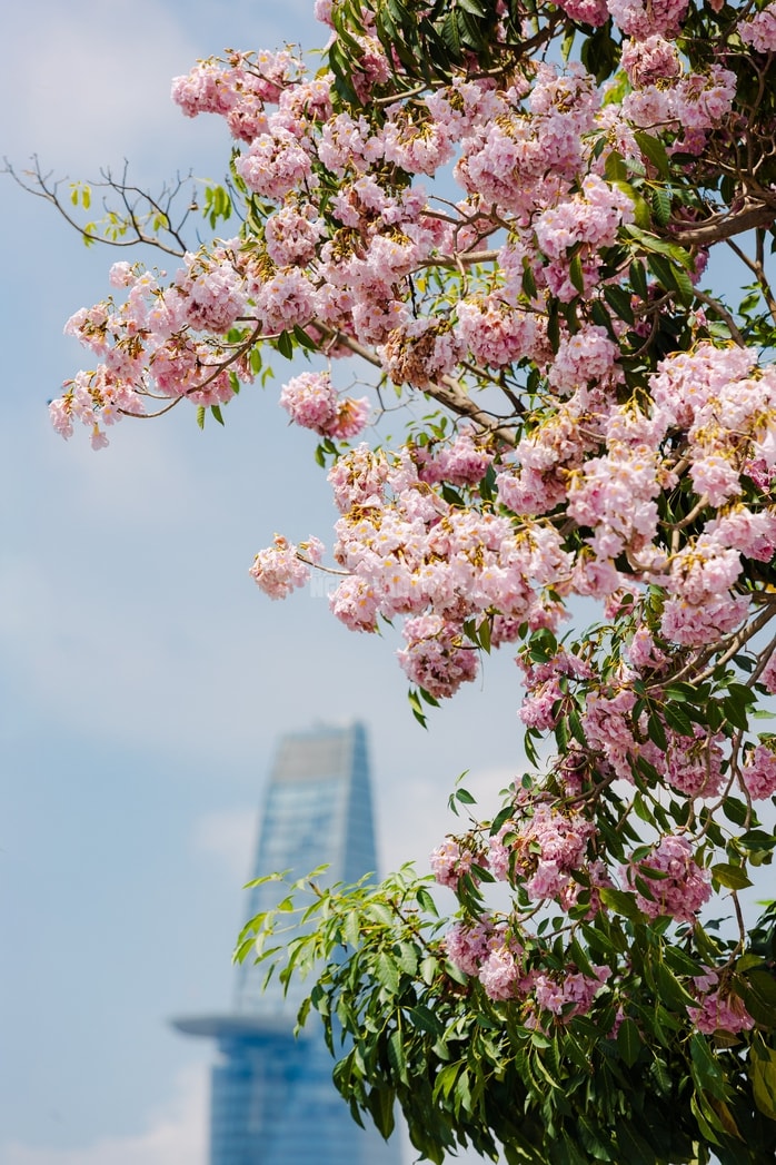 VIDEO: Con đường hoa kèn hồng lãng mạn tại TPHCM - Ảnh 6.