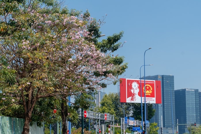 VIDEO: Con đường hoa kèn hồng lãng mạn tại TPHCM - Ảnh 9.