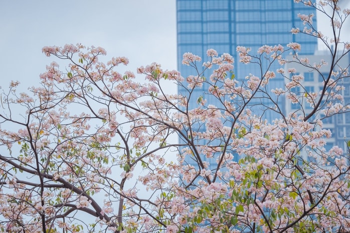 VIDEO: Con đường hoa kèn hồng lãng mạn tại TPHCM - Ảnh 10.