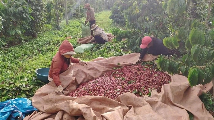 Hương cà phê trong nhà dài Ê đê - Ảnh 2.