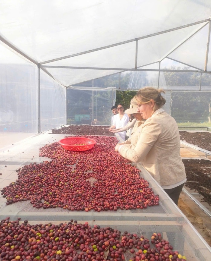 Hương cà phê trong nhà dài Ê đê - Ảnh 5.