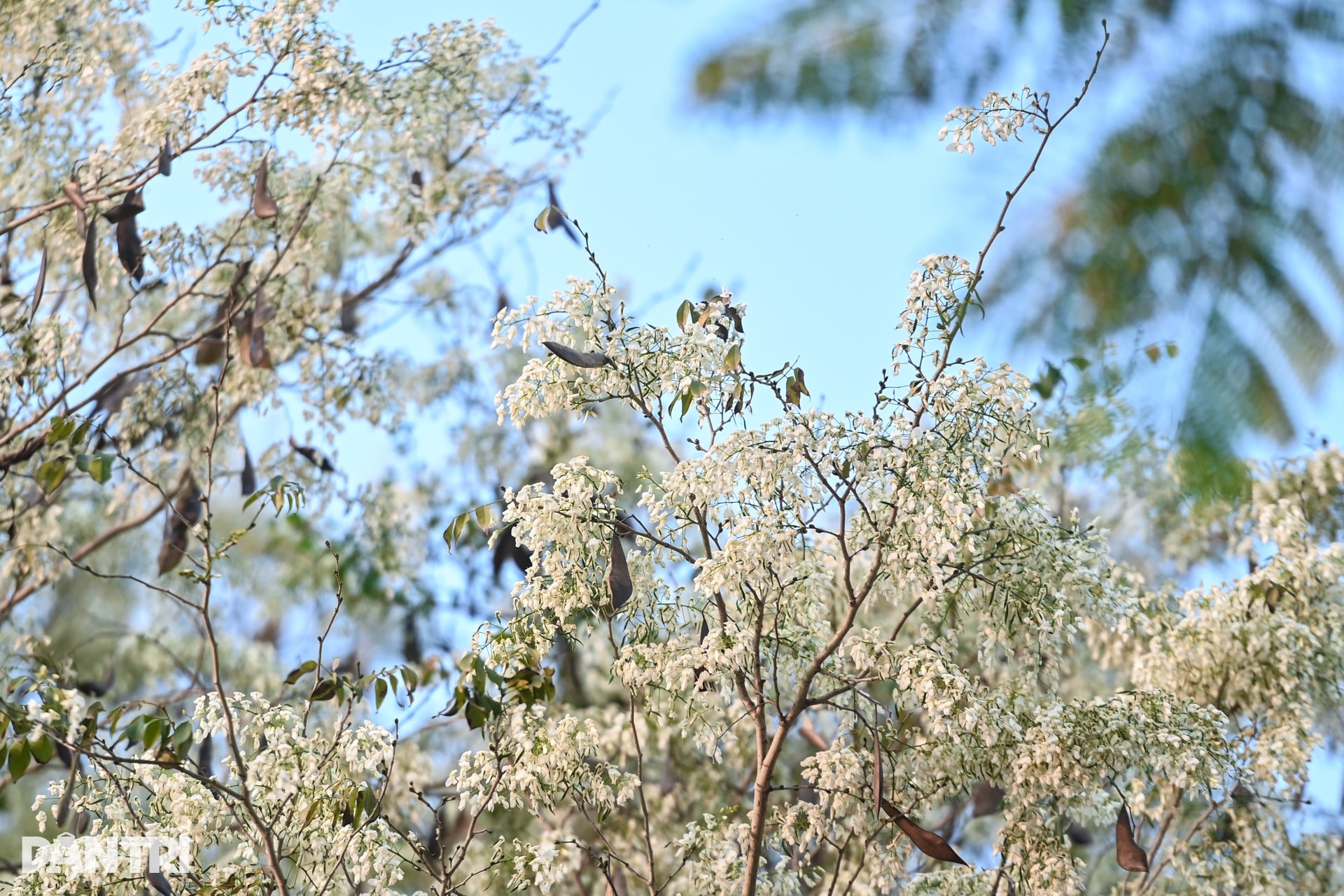 Hà Nội lãng mạn mùa hoa khoe sắc - 18 Hà Nội lãng mạn mùa hoa khoe sắc - 18