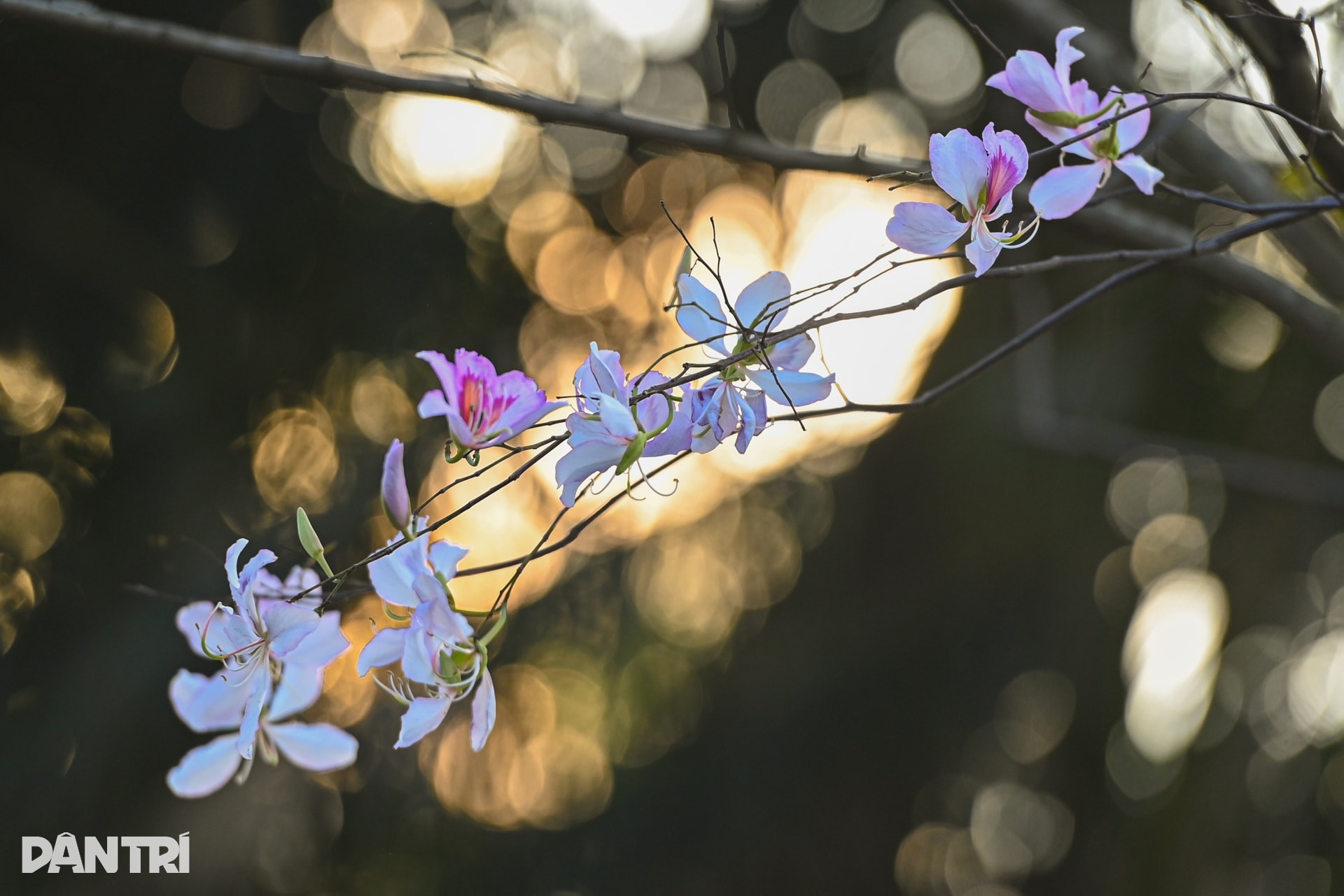 Hà Nội lãng mạn mùa hoa khoe sắc - 9 Hà Nội lãng mạn mùa hoa khoe sắc - 9
