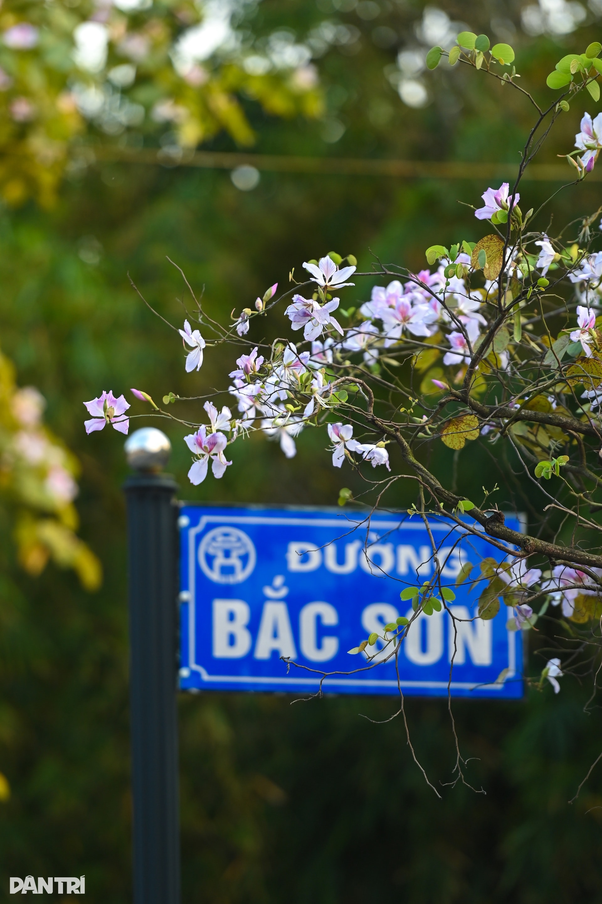 Hà Nội lãng mạn mùa hoa khoe sắc - 4 Hà Nội lãng mạn mùa hoa khoe sắc - 4