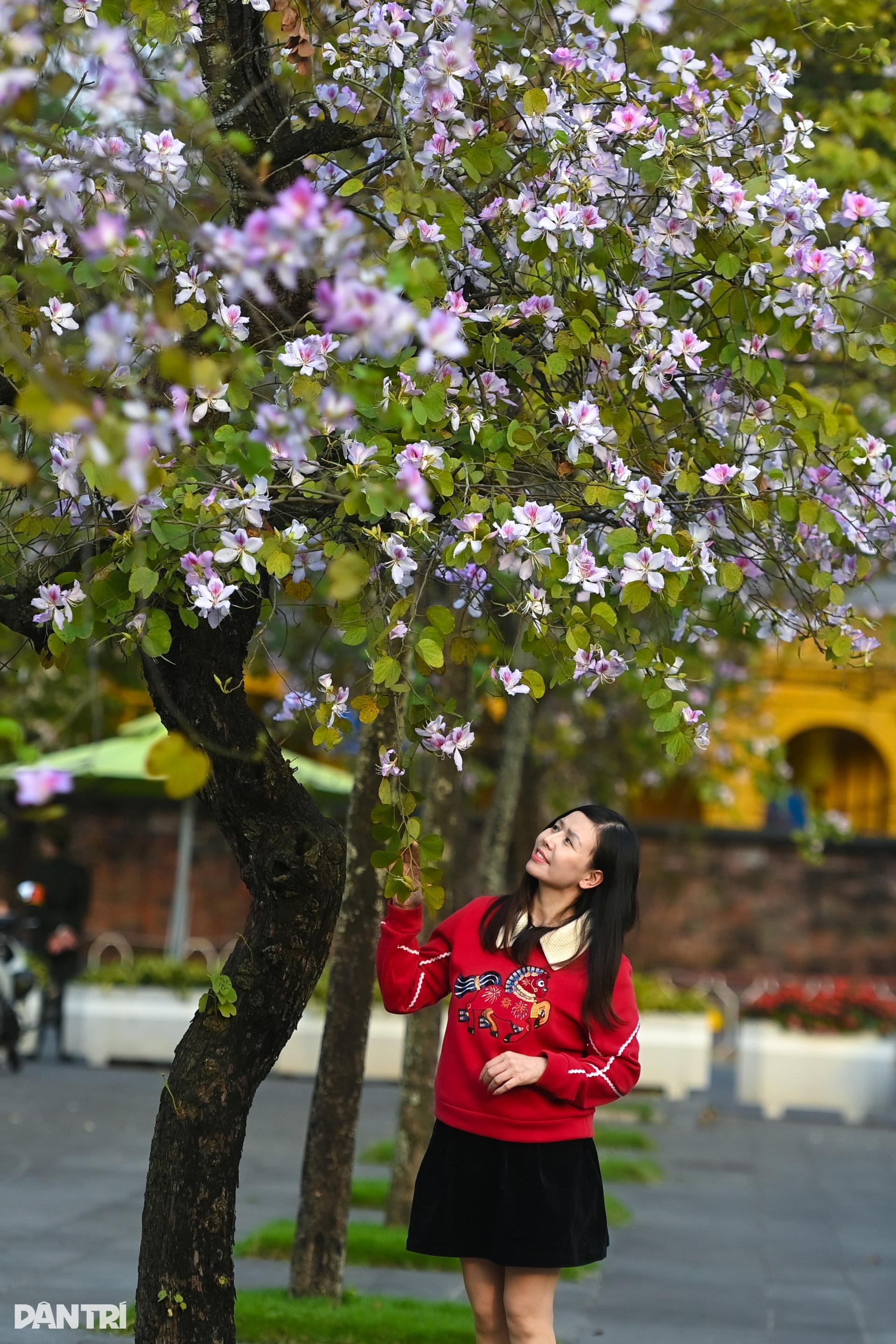 Hà Nội lãng mạn mùa hoa khoe sắc - 5 Hà Nội lãng mạn mùa hoa khoe sắc - 5