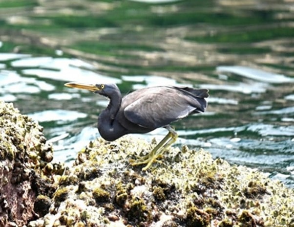 4 loài chim lạ chưa từng được công bố được phát hiện ở Phong Nha - Kẻ Bàng - Ảnh 1.