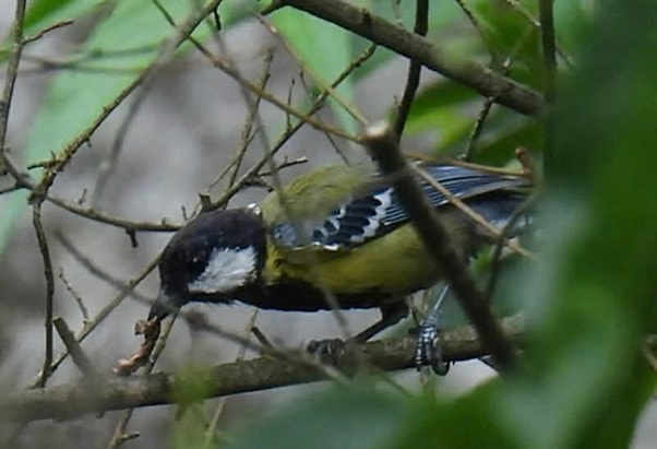 4 loài chim lạ chưa từng được công bố được phát hiện ở Phong Nha - Kẻ Bàng - Ảnh 3.