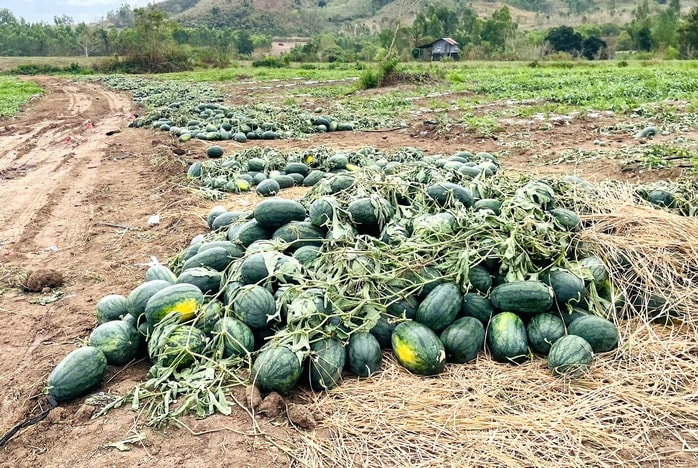 Giá dưa hấu giảm sâu 2026 khiến nông dân thua lỗ nặng nề - Ảnh 4.