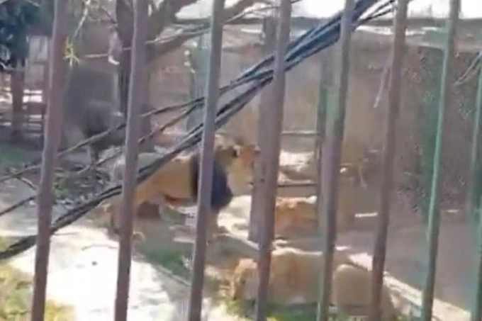 Đàn sư tử hiện sống ở khu bảo tồn. Ảnh: Press