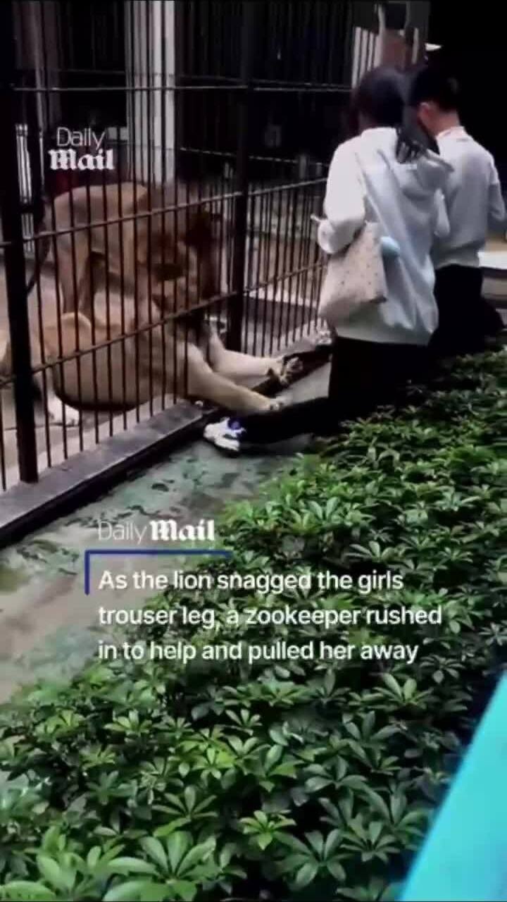 Sư tử tấn công du khách khi cho ăn ở vườn thú