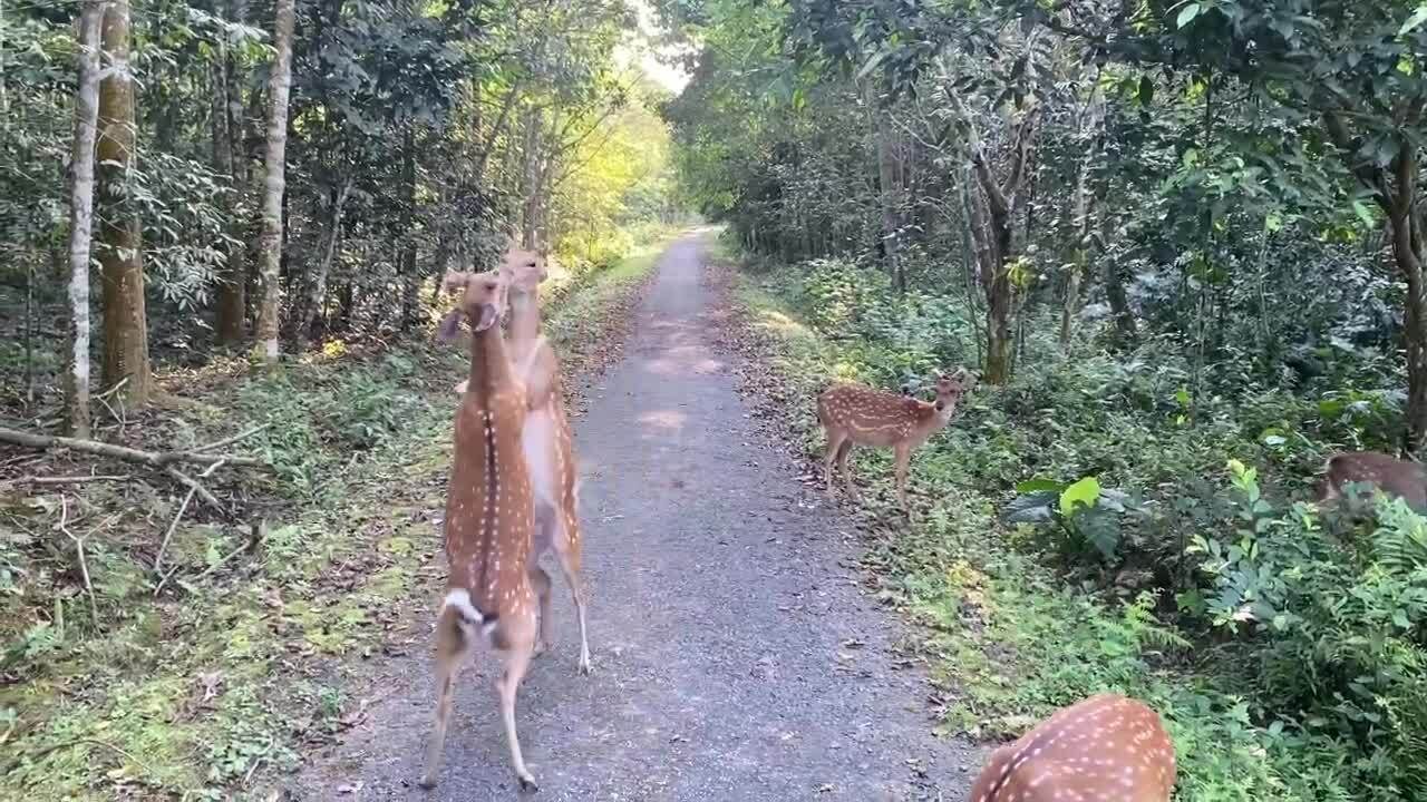 Khoảnh khắc hươu 'đấu võ' khiến nhiều khách thích thú tại Cúc Phương